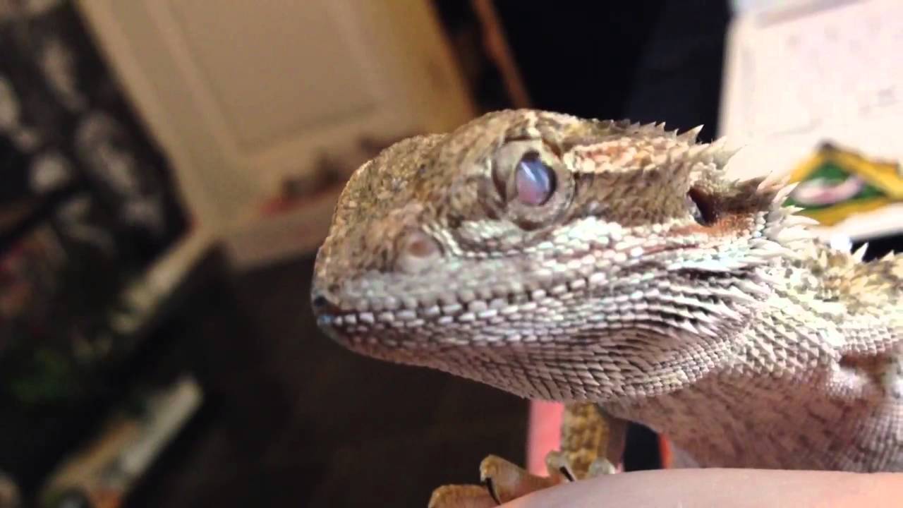 Help! Baby Bearded Dragon eye infection!? YouTube