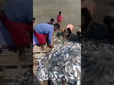 Cast Net Fishing Huge Ilish Fish Fishing Shorts