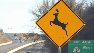 UHP, DWR warn drivers to be extra careful for wildlife crossing highways
