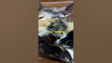 Thumbnail of Ini si Cemong #kucing #music #song  #newsong #meong #simeong #cat #kucinglucu #cats #catlover  #fyp
