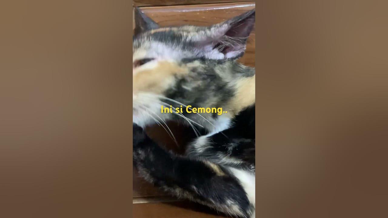 Ini si Cemong #kucing #music #song #newsong #meong #simeong #cat #kucinglucu #cats #catlover #fyp Ini si Cemong #kucing #music #song #newsong #meong #simeong #cat #kucinglucu #cats #catlover #fyp