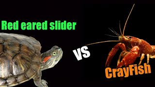 Red Eared Slider VS CrayFish