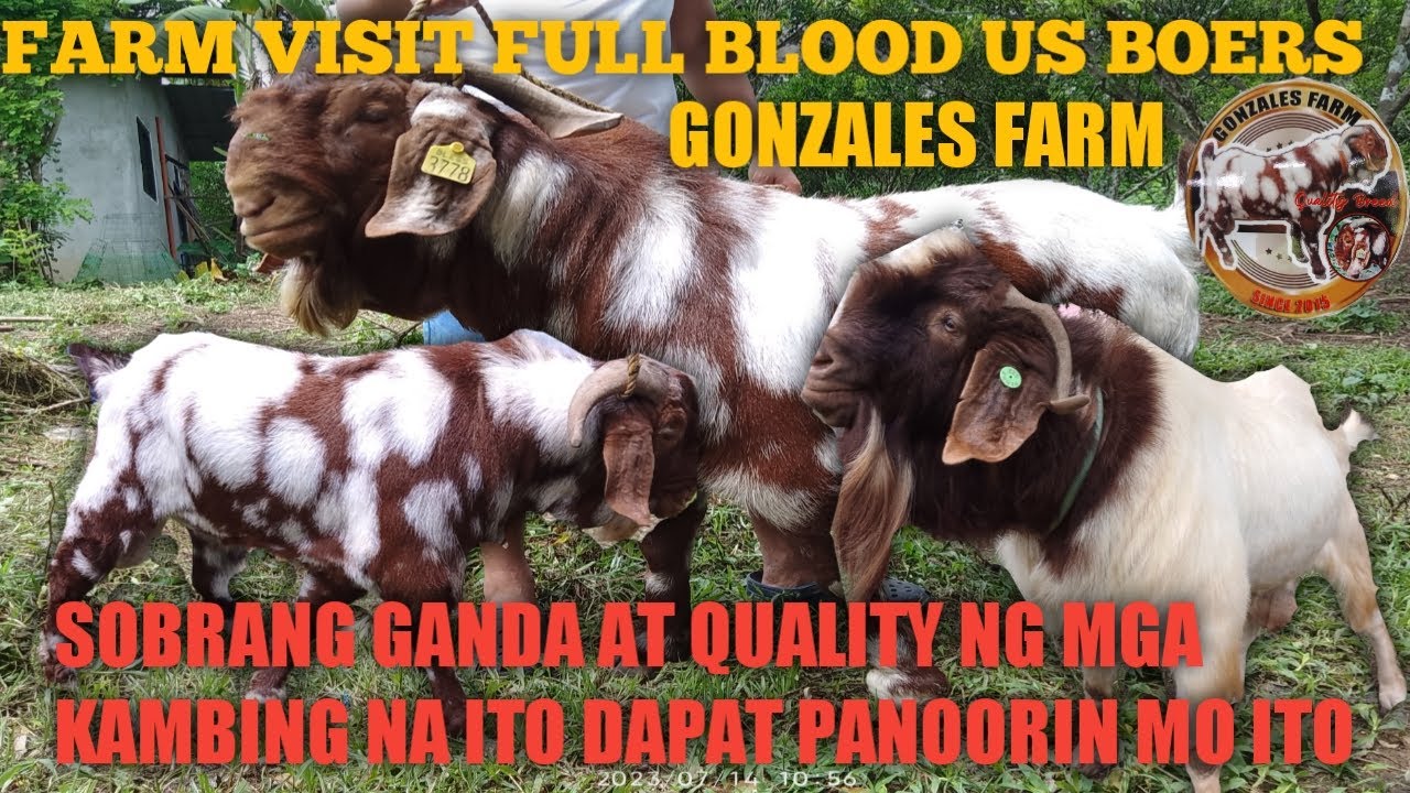 Farm visit Full Blood US Boer!!tara na samahan nyo ako magfarm visitation..