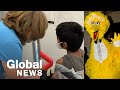 Sesame Street's Big Bird the latest to help kids prepare for the COVID-19 vaccine