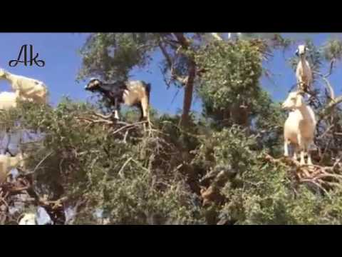 वीडियो: मोरक्को में पेड़ों में बकरियां - क्या यह सच है?