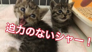 かわいく威嚇する子猫がやってきた