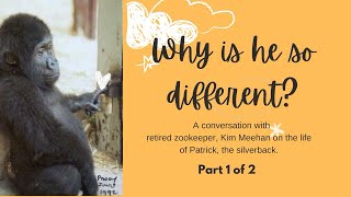 Why is Patrick the silverback so different and living alone?