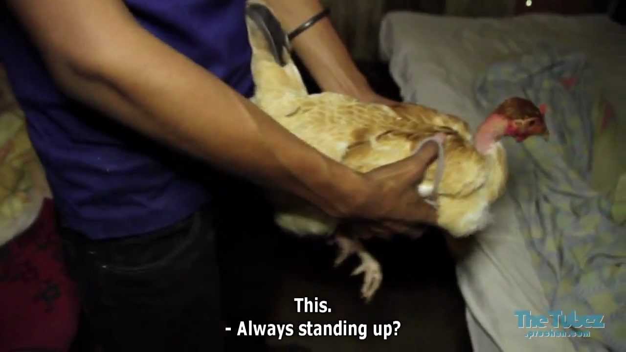 Man Fuck Chicken Porn Video - Man Fuck A Hen Vedio | Sex Pictures Pass