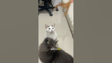 i need a fat cat 🥹 #cutecats #fatcats #catlovers #catshorts