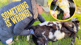 Sheep Birth Gone Wrong | Vulnerable Truths About Homesteading |