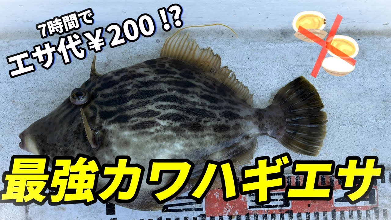 カワハギ釣りのエサ決定版！生アサリ超え最強のエサ紹介