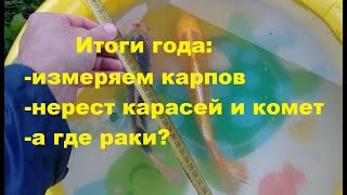 видео: Как выросла рыба в пруду за год: измеряем карпов, нерест карасей и комет, а где раки??? картинка: Как выросла рыба в пруду за год: измеряем карпов, нерест карасей и комет, а где раки???