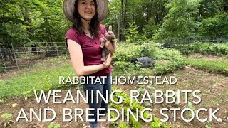 Weaning Silver Fox Meat Rabbits | Choosing Breeding Stock