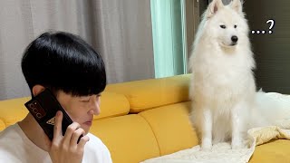 Saying words that doggos don't like on a fake call LOLOLOL