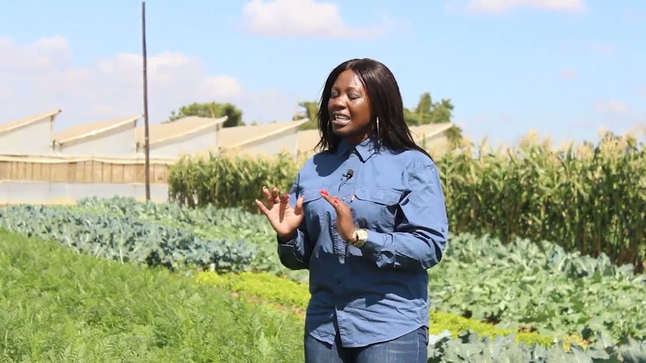 CARROTS PRODUCTION IN ZIMBABWE