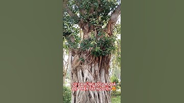 CỤ ĐA RỪNG ĐỘC LẠ QUÁ ĐẸP TRÊN TÂY NGUYÊN.