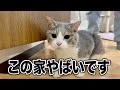 猫のために引っ越してきたこのお家やばいかもしれません。