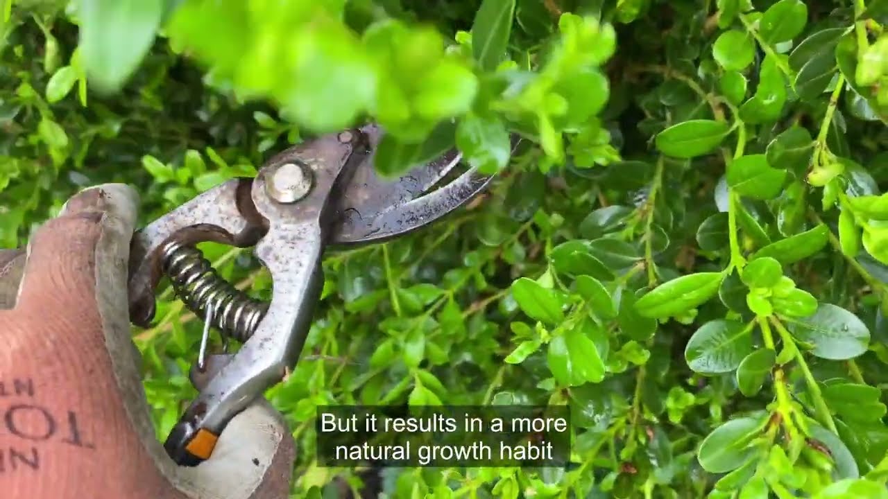 Watch: Trimming Boxwoods (When and How to Do It Right)