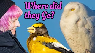 RIP Snowy Owl & a Woodpecker with three toes  SaxZim Bog Virtually Live 44 S4E9