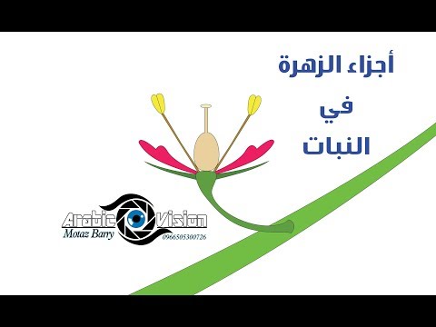 أجزاء الزهرة في النبات