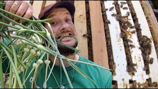 Garlic Scapes, Bees and A Cattle Panel Trellis Busy Afternoon