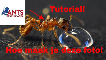 Hoe Ik MACRO Videos/Fotos Maak! | Tutorial