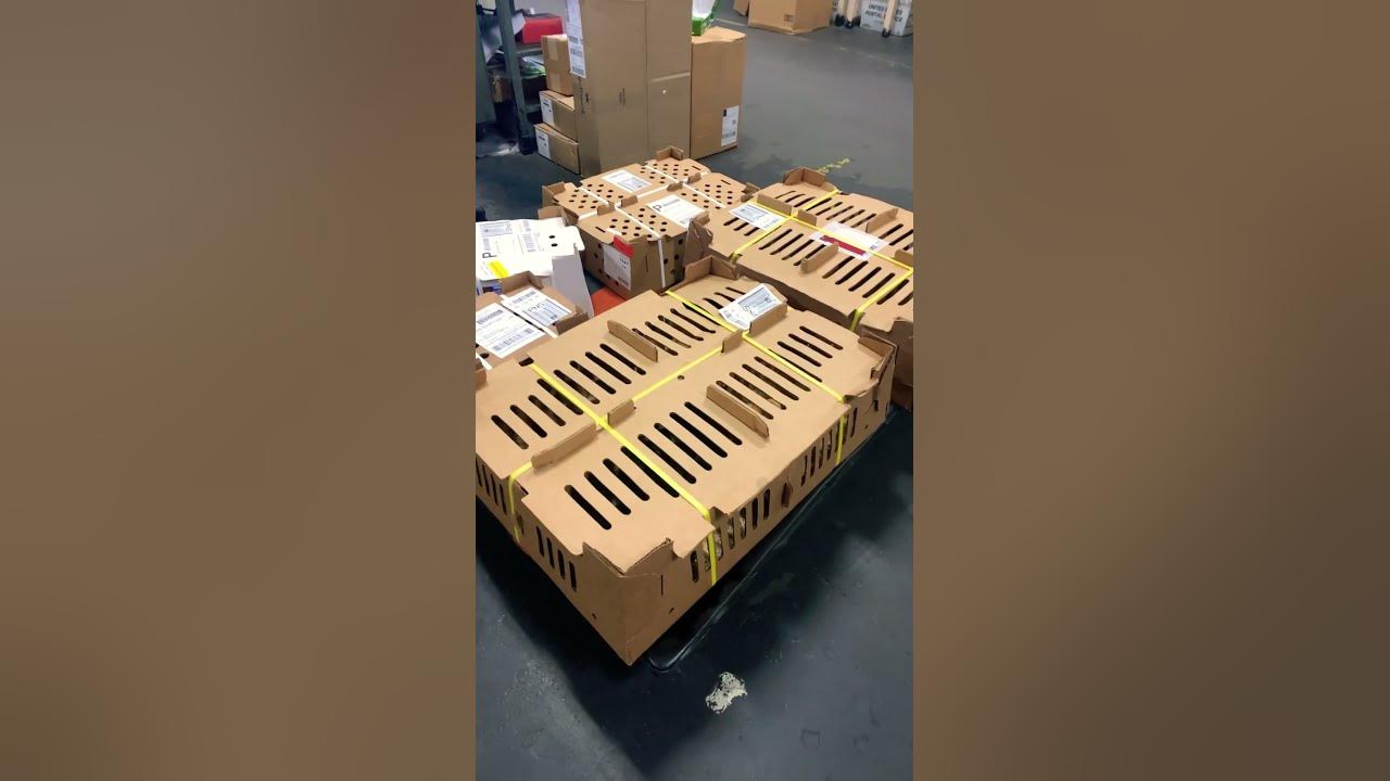 USPS Live Animal Shipping YouTube