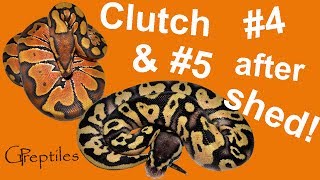 Ball python clutch #4 and #5 after shed!
