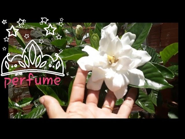 Jasmim gardenia, como cultivar (Gardenia Jasminoides) - thptnganamst.edu.vn