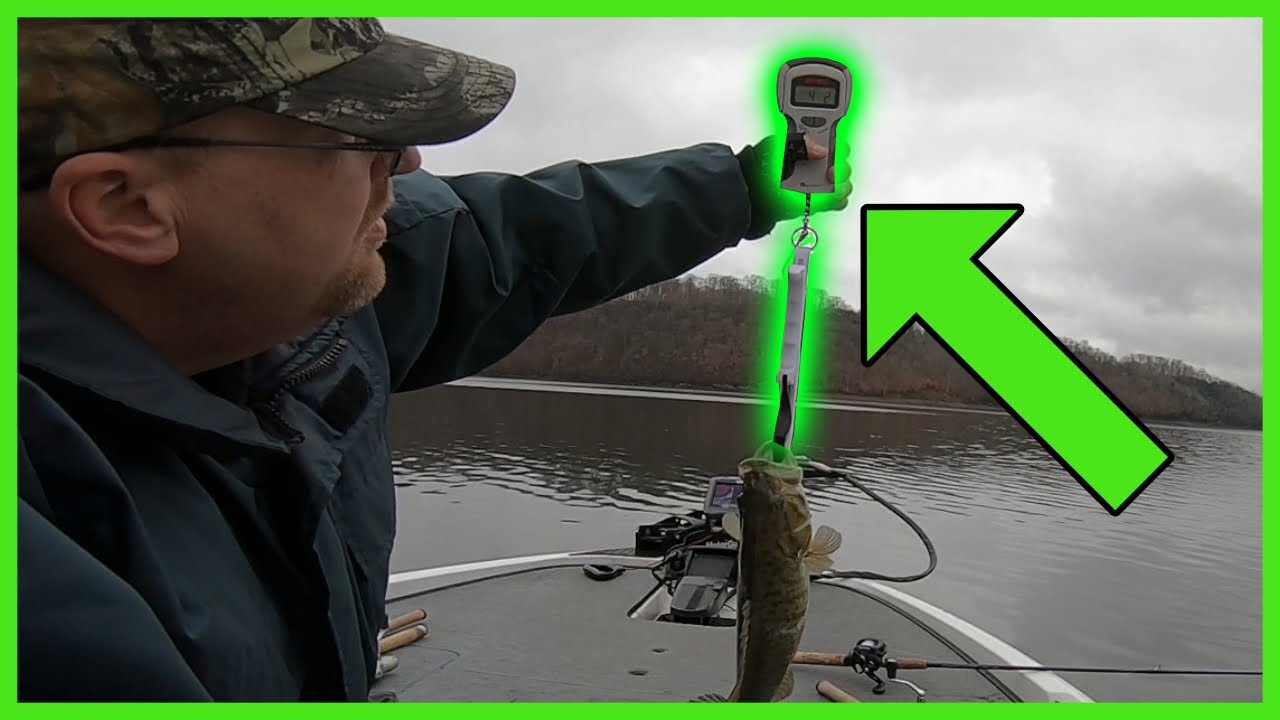 Rapala Touch Screen Scale - Cull like Elite Pro Greg DiPalma - Product  Breakdown - SFTtackle.com 