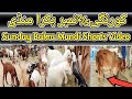 Sunday Bakra Mandi Shorts Video latest update 3_9_2023 in Urdu#DanishBirdsinformative