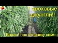 Семена 3 х метрового гороха Гороховые джунгли Как заказать семена съедобной живой изгороди)