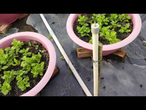 Video: Hoa Cúc đốm