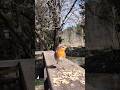 European Robin Enjoying Seeds in the Backyard