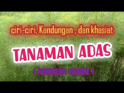 Video: Adas Sayur, Ciri Dan Khasiat Berguna, Penanaman Dan Resipi