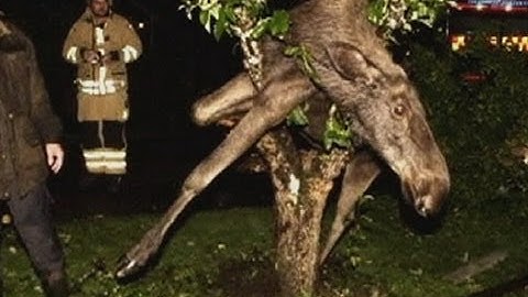 Drunk Swedish moose gets stuck in an apple tree