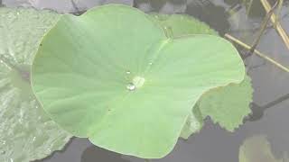 Lotuseffekt Im Pamplemousse Botanical Gardens Mauritius