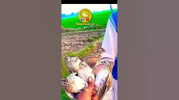 Batair Ka Shikar Birds Batair Coturnixquail Batairkiawaz Bateer Birdsounds Quailsound Bater 