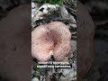 Есть ли грибы в немецком лесу?