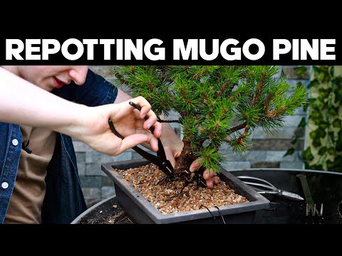 How To Repot A Mugo Pine Bonsai ?Collab w/@grobonsai