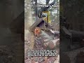 임업 중장비 존디어 1270G 하베스터 가동 및 통나무 조제 공정 #worker #process #forestry #machinery #wood