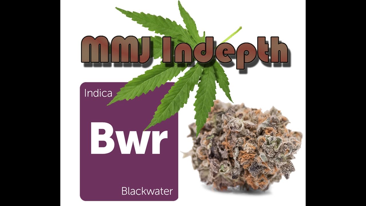MMJindepth : Blackwater indica strain (Medical Marijauna Review)