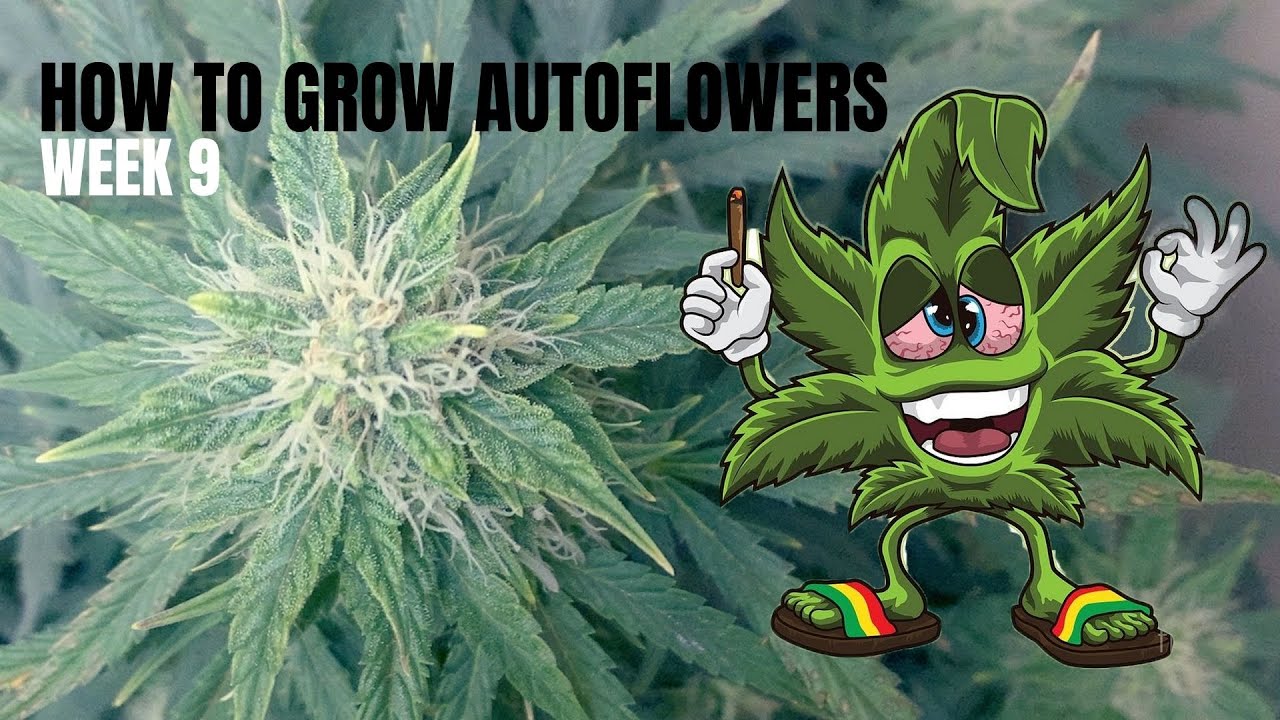 How To Grow Autoflowers | 200w LED Closet Grow | Week 9 | Organic Flushing