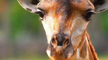 What’s Being Done to Save the Giraffes