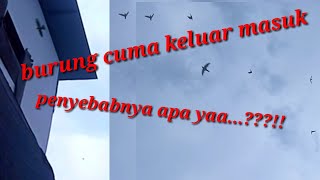 penyebab burung walet cuma keluar masuk di lMB saja.