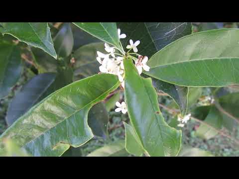 HOW TO GROW AND ROOT A TEA OLIVE.