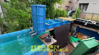 【錦鯉 #52】2021年7月5日　月曜日　雨　鯉子を仕分ける