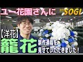 036葬儀の籠花作りを見せていただきました！【洋花】【通常号】週刊SOGI(葬儀) made floral tributes for japanese funeral