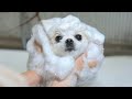 ポメラニアンのトリミングに密着したら可愛すぎた…