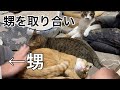 #264 帰省中の甥を取り合うニャンズ達〜ほのぼの系